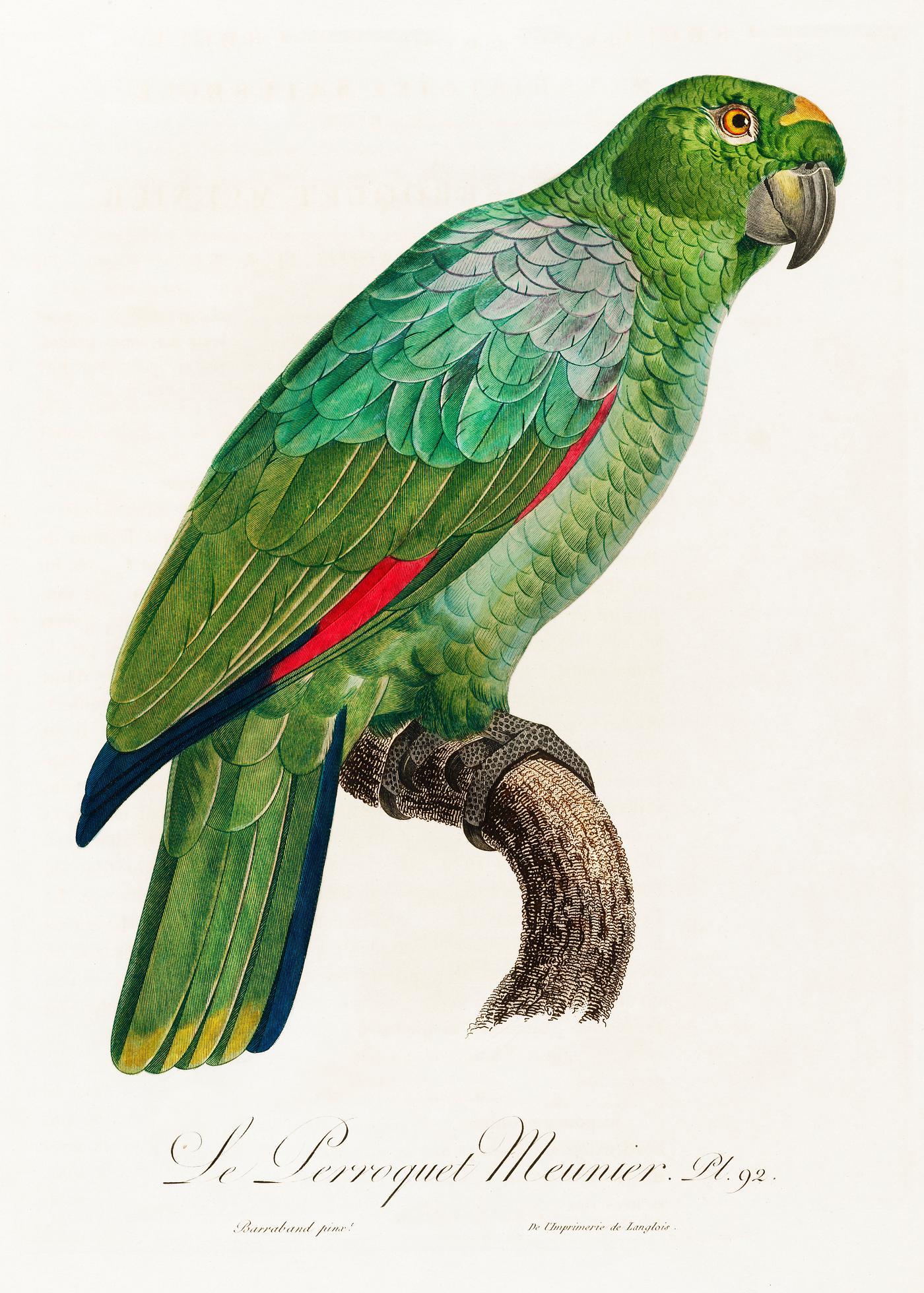 Southern mealy parrot vintage poster The Southern Mealy Amazon, Amazona farinosa from Natural History of Parrots (1801—1805) by Francois Levaillant....