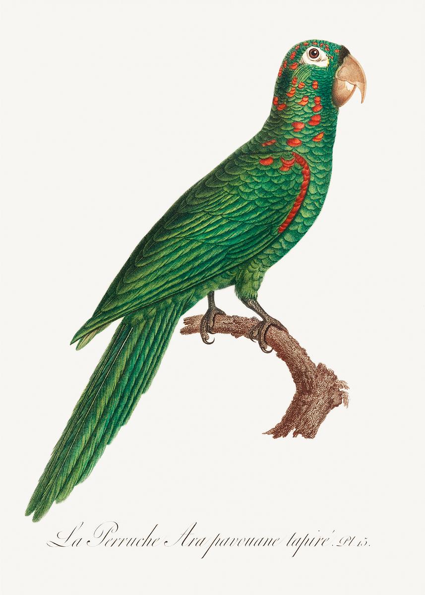 Red-spectacled amazon vintage poster | Free public domain illustration The Red-Spectacled Amazon, Amazona pretrei from Natural History of Parrots (1801—1805) by Francois Levaillant. Original…