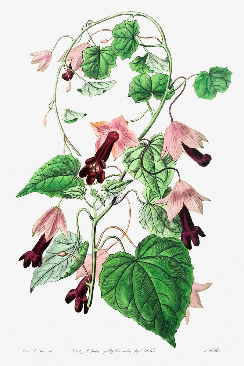 Purple bell vine poster Twinning red-cloak from Edwards’s Botanical Register (1829—1847) by Sydenham Edwards, John Lindley, and James…