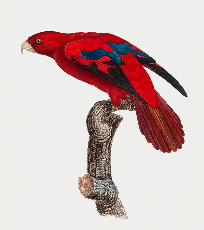 Red lory The Red Lory (Eos bornea) vintage illustration