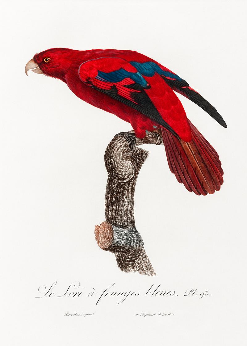 Red lory vintage poster The Red Lory, Eos bornea from Natural History of Parrots (1801—1805) by Francois Levaillant. Original from the…