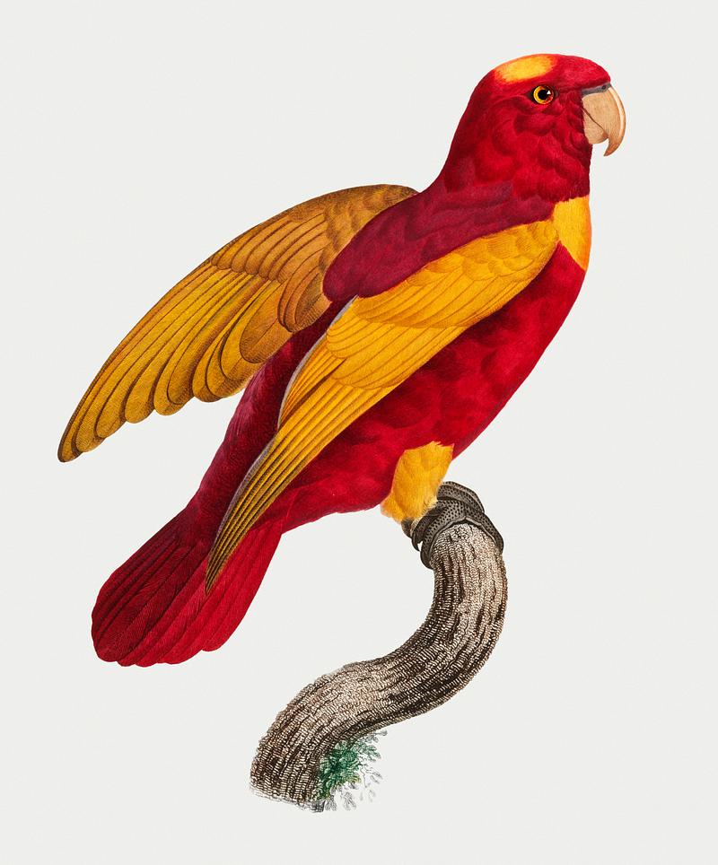 Red-and-gold lory Red-and-Gold Lory (Lorius rex) vintage illustration