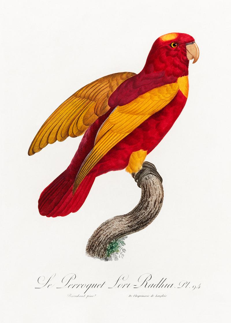 Red-and-gold lory vintage poster Red-and-Gold Lory, Lorius rex from Natural History of Parrots (1801—1805) by Francois Levaillant. Original from the…