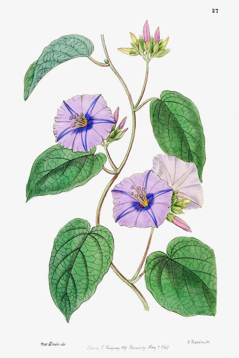 Hoary jacquemontia from Edwards’s Botanical Register (1829—1847) by Sydenham Edwards, John Lindley, and James…