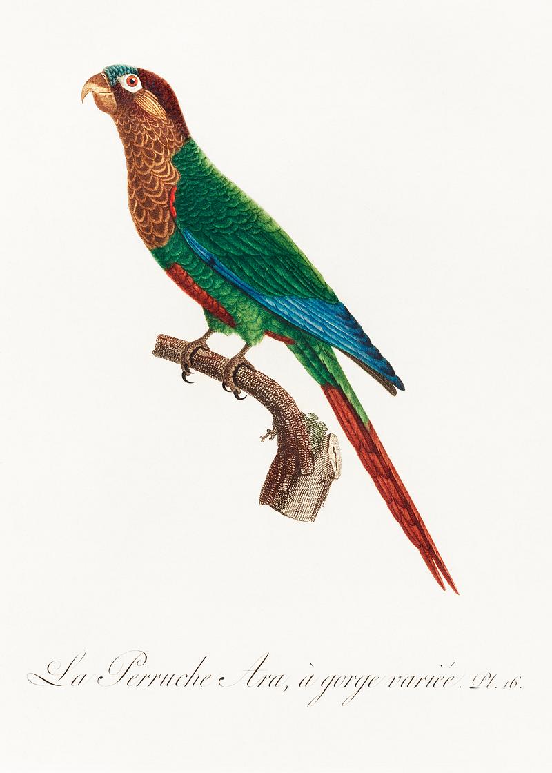 Wave-breasted parakeet vintage poster Wave-Breasted Parakeet from Natural History of Parrots (1801—1805) by Francois Levaillant. Original from the…