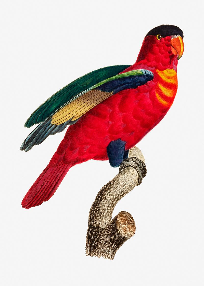 Purple-naped lory The Purple-Naped Lory illustration