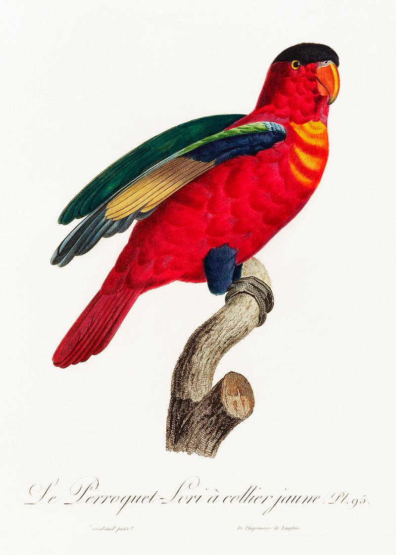 Purple-naped lory vintage poster The Purple-Naped Lory, Lorius domicella from Natural History of Parrots (1801—1805) by Francois Levaillant. Original…