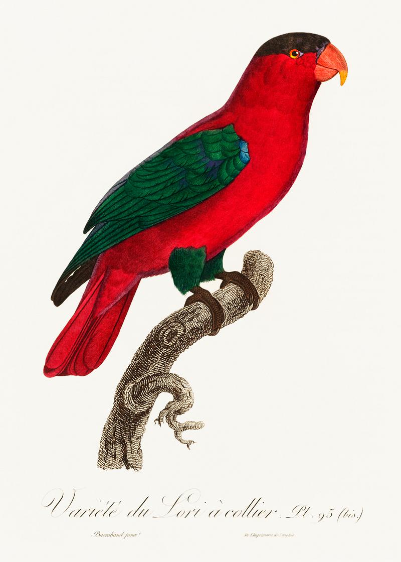 Purple-naped lory vintage poster The Purple-Naped Lory, Lorius domicella from Natural History of Parrots (1801—1805) by Francois Levaillant. Original…