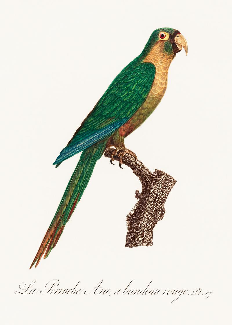 Musk lorikeet vintage poster The Musk Lorikeet, Glossopsitta concinna from Natural History of Parrots (1801—1805) by Francois Levaillant. Original…