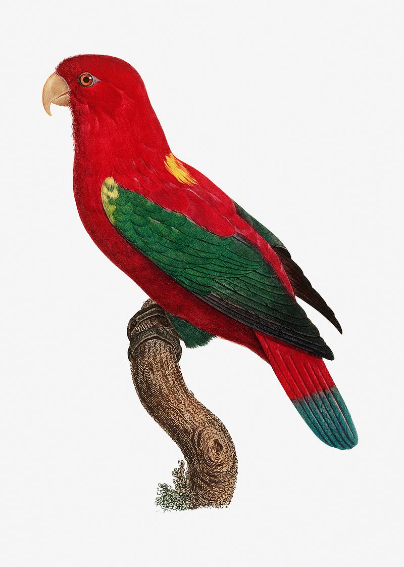 Chattering lory The Chattering Lory vintage illustration