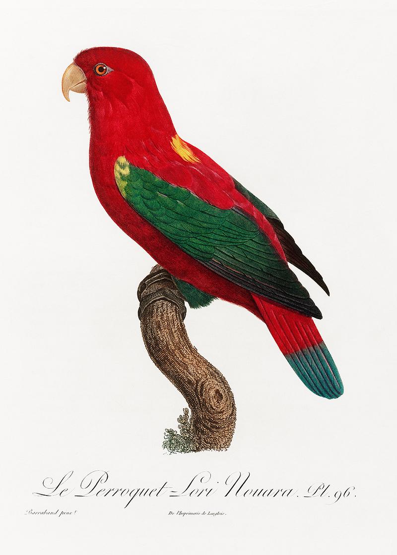 Chattering lory vintage poster The Chattering Lory, Lorius garrulus from Natural History of Parrots (1801—1805) by Francois Levaillant. Original from…