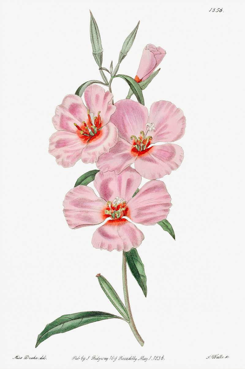 Ruddy godetia from Edwards’s Botanical Register (1829—1847) by Sydenham Edwards, John Lindley, and James Ridgway.…