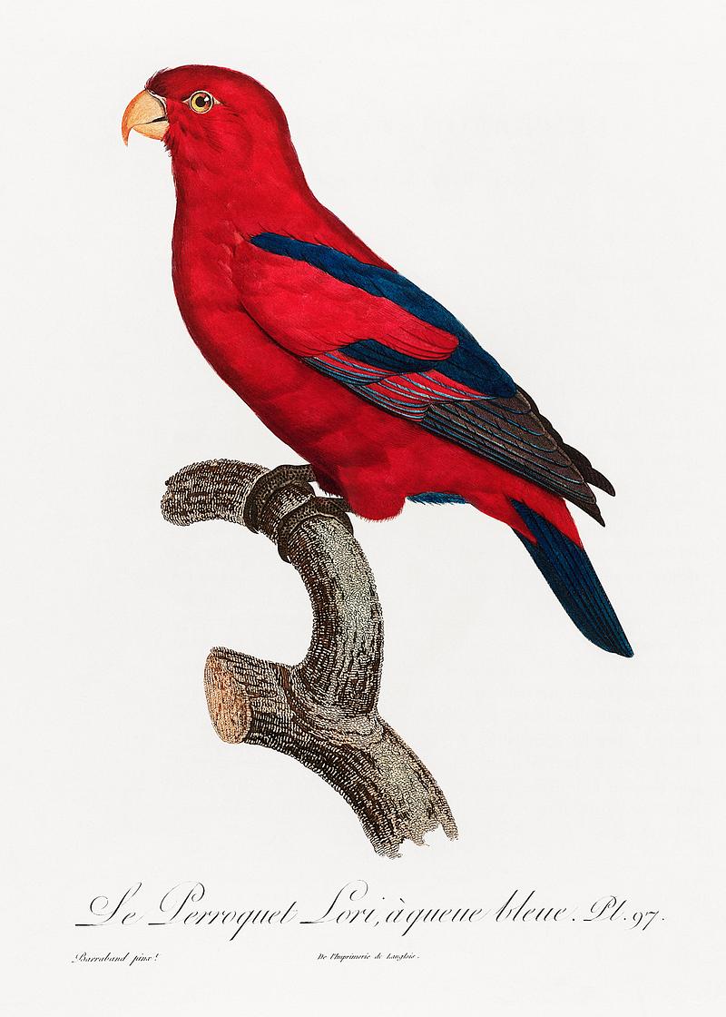 Red Lory vintage poster The Red Lory, Eos bornea from Natural History of Parrots (1801—1805) by Francois Levaillant. Original from the…
