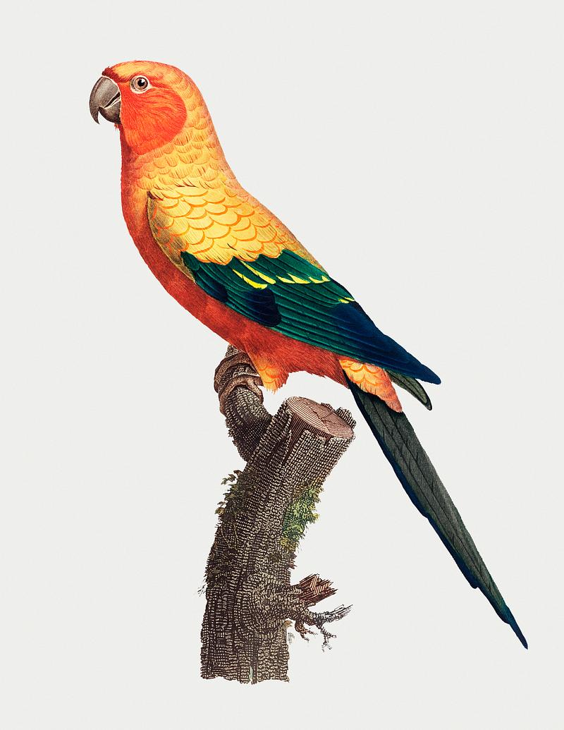 Sun parakeet The Sun Parakeet (Aratinga solstitialis), male vintage illustration