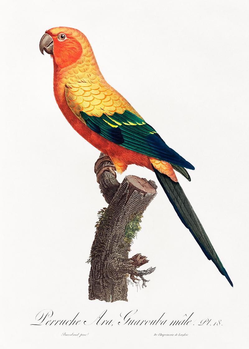 Sun parakeet vintage poster The Sun Parakeet, Aratinga solstitialis, male from Natural History of Parrots (1801—1805) by Francois Levaillant.…