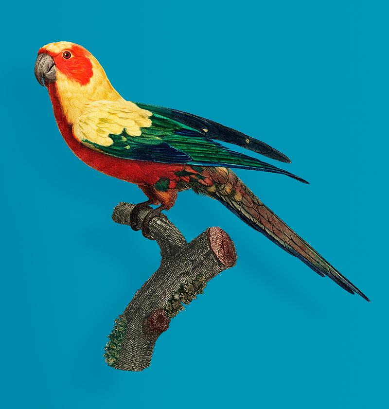 Sun parakeet The Sun Parakeet (Aratinga solstitialis), female vintage illustration