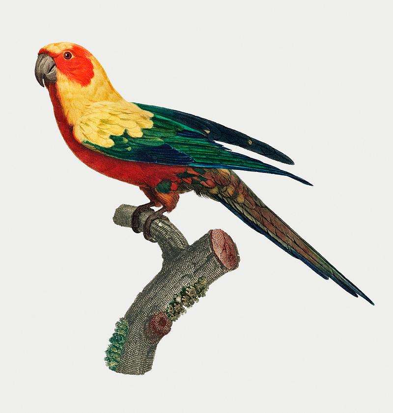 Sun parakeet The Sun Parakeet (Aratinga solstitialis), female vintage illustration