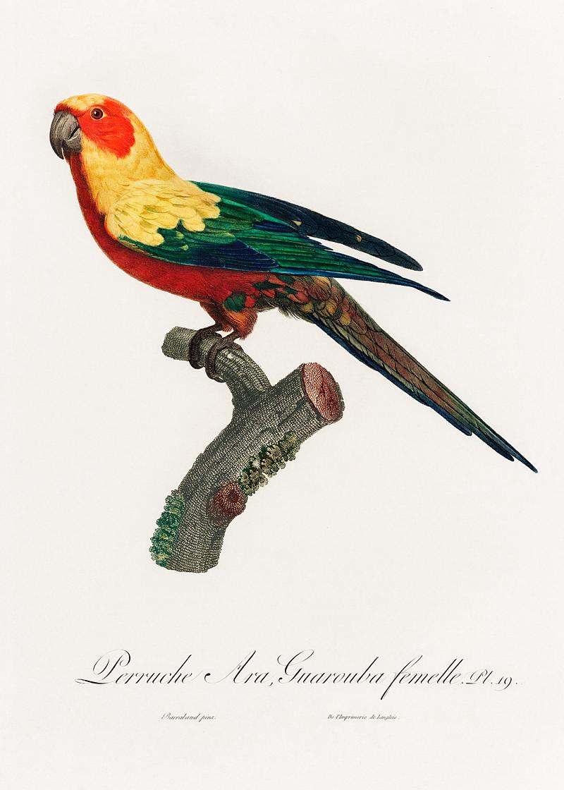 Sun parakeet vintage poster The Sun Parakeet, Aratinga solstitialis, female from Natural History of Parrots (1801—1805) by Francois Levaillant.…