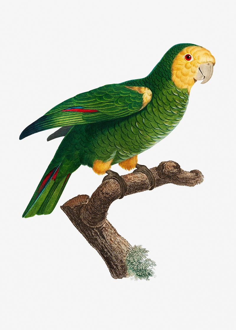 Yellow-shouldered parrot The Yellow-shouldered parrot illustration