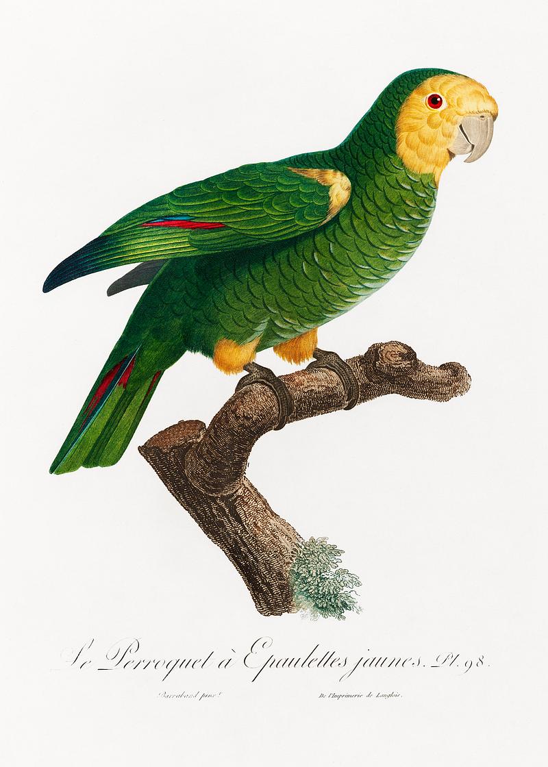 Yellow-shouldered parrot vintage poster The Yellow-Shouldered Amazon, Amazona barbadensis from Natural History of Parrots (1801—1805) by Francois Levaillant.…