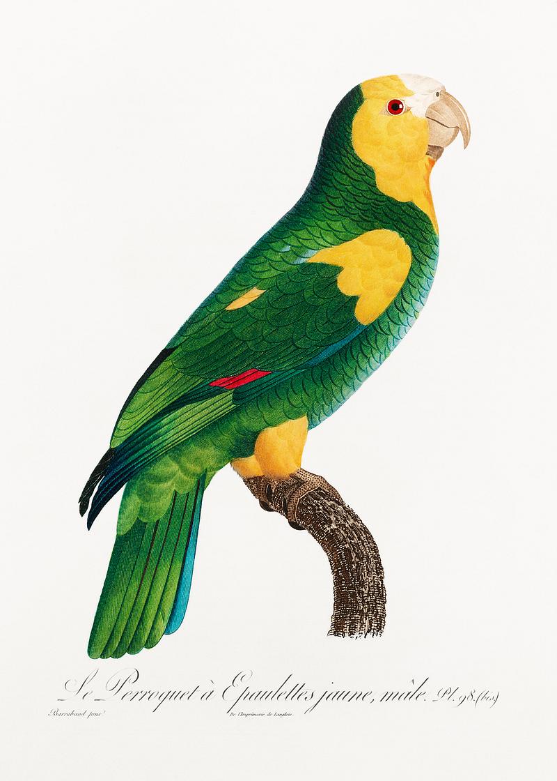 Yellow-shouldered amazon vintage poster The Yellow-shouldered amazon from Natural History of Parrots (1801—1805) by Francois Levaillant. Original from the…