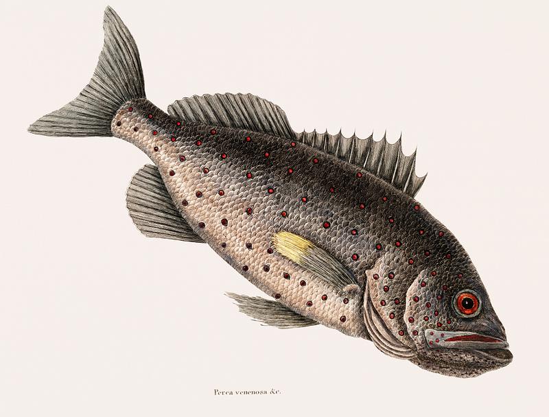 Rockfish (Perca venenosa) from The natural history of Carolina, Florida, and the Bahama Islands (1754) by Mark Catesby (1683-1749). Rockfish (Perca venenosa) from The natural history of Carolina, Florida, and the Bahama Islands (1754) by Mark Catesby (1683…