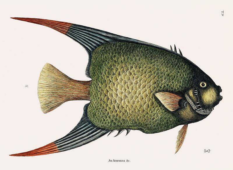Vintage illustration of Angel Fish (An Acarauna) Vintage illustration of Angel Fish (An Acarauna)