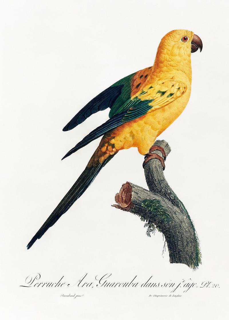 Sun parakeet vintage poster The Sun Parakeet, Aratinga solstitialis from Natural History of Parrots (1801—1805) by Francois Levaillant. Original…
