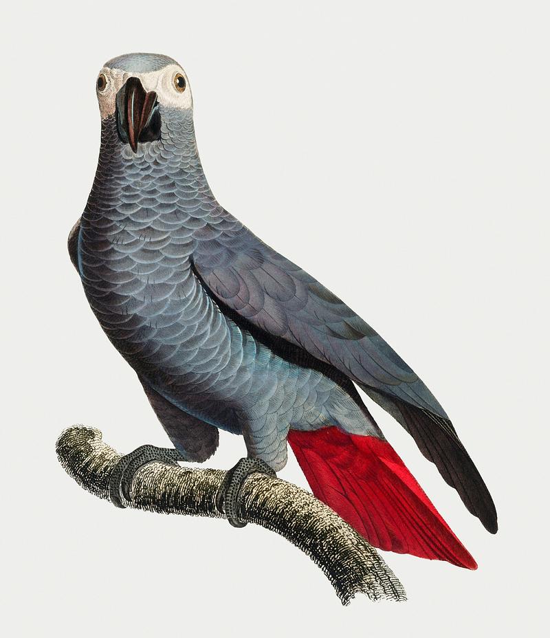 Congo grey parrot The Grey Parrot (Psittacus erithacus) illustration