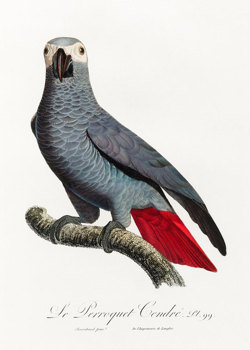 Congo grey parrot vintage poster The Grey Parrot, Psittacus erithacus from Natural History of Parrots (1801—1805) by Francois Levaillant. Original from…