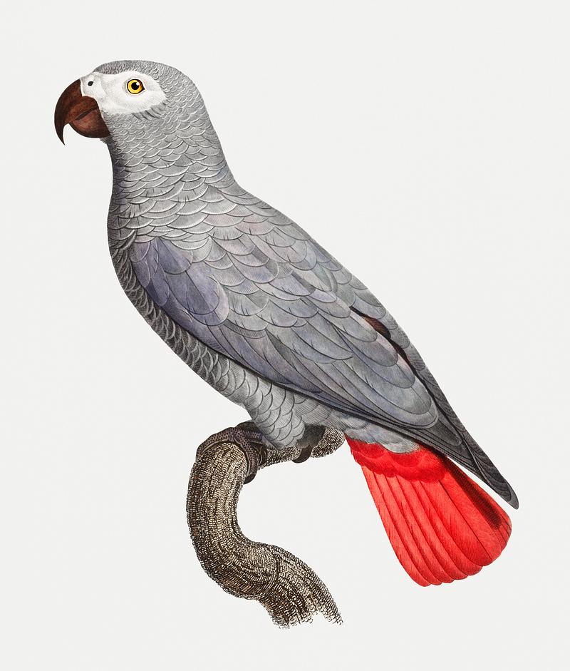 Congo grey parrot The Grey Parrot (Psittacus erithacus) illustration