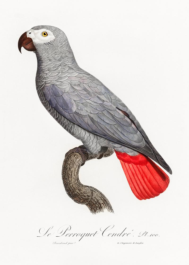 Congo grey parrot vintage poster The Grey Parrot, Psittacus erithacus from Natural History of Parrots (1801—1805) by Francois Levaillant. Original from…