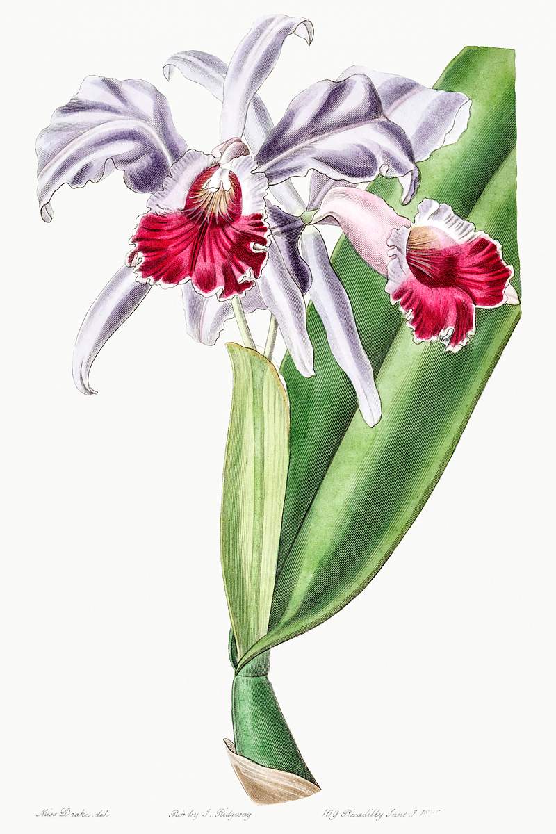 Crimson-lipped cattleya from Edwards’s Botanical Register (1829—1847) by Sydenham Edwards, John Lindley, and…