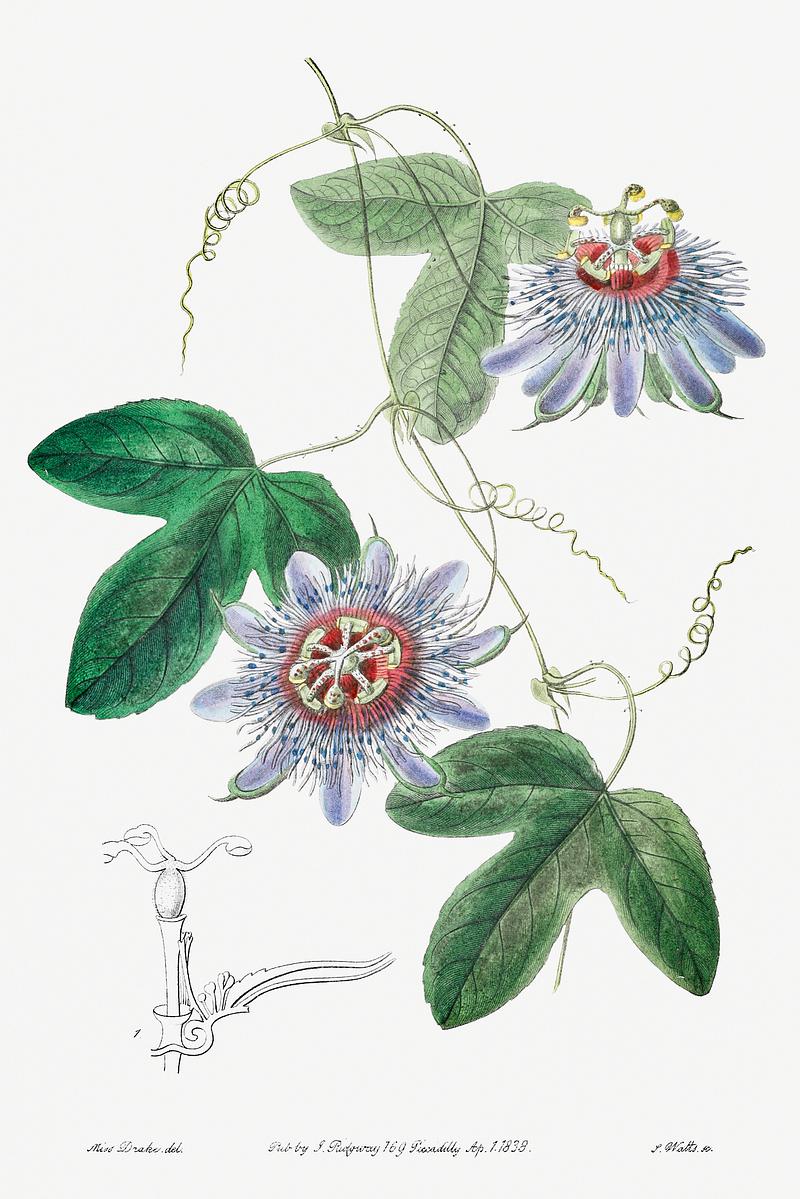 Passion flower poster Lieut. sullivan's passion-flower from Edwards’s Botanical Register (1829—1847) by Sydenham Edwards, John Lindley…