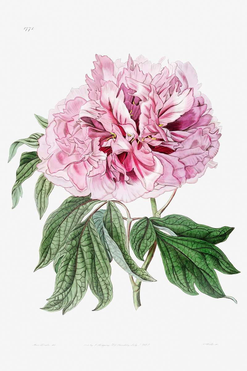 Double red curled tree peony from Edwards’s Botanical Register (1829—1847) by Sydenham Edwards, John Lindley, and…