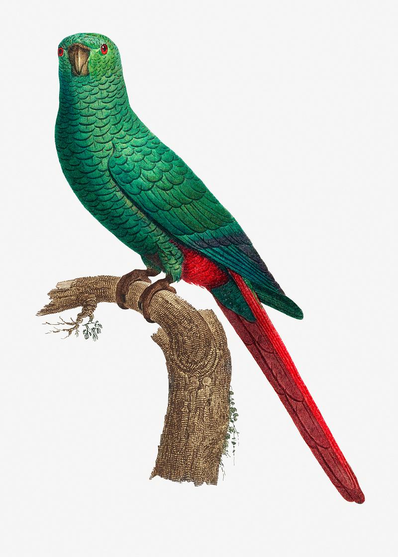 Austral parakeet The Emerald Parakeet vintage illustration