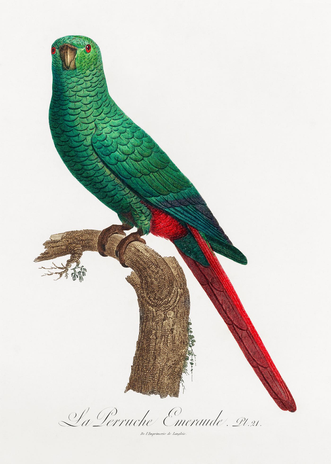 Austral parakeet vintage poster The Emerald Parakeet from Natural History of Parrots (1801—1805) by Francois Levaillant. Original from the...