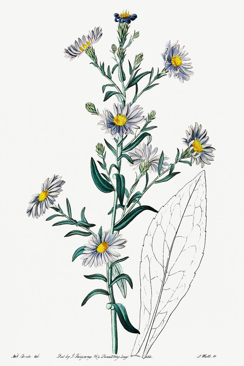 Glaucous aster from Edwards’s Botanical Register (1829—1847) by Sydenham Edwards, John Lindley, and James…