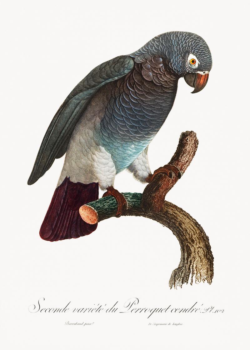 African grey parrot vintage poster The Grey Parrot, Psittacus erithacus from Natural History of Parrots (1801—1805) by Francois Levaillant. Original from…