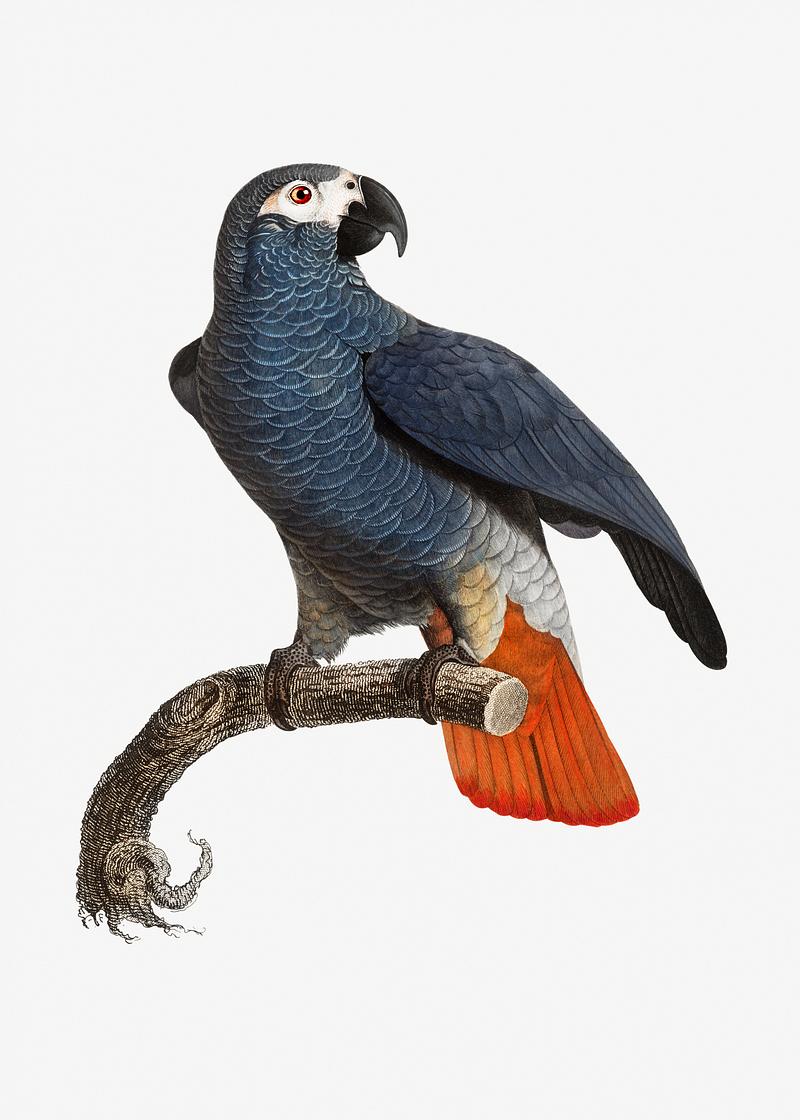 African grey parrot The Grey Parrot vintage illustration