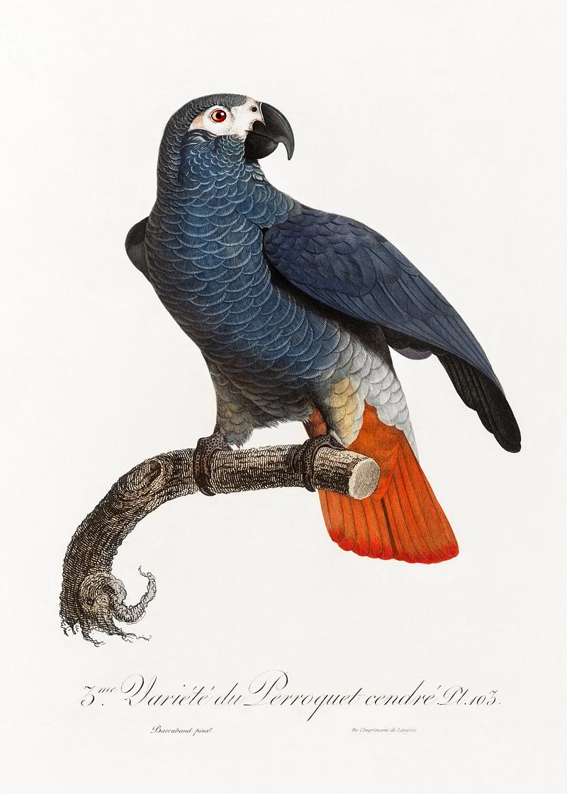 African grey parrot vintage poster The Grey Parrot, Psittacus erithacus from Natural History of Parrots (1801—1805) by Francois Levaillant. Original from…