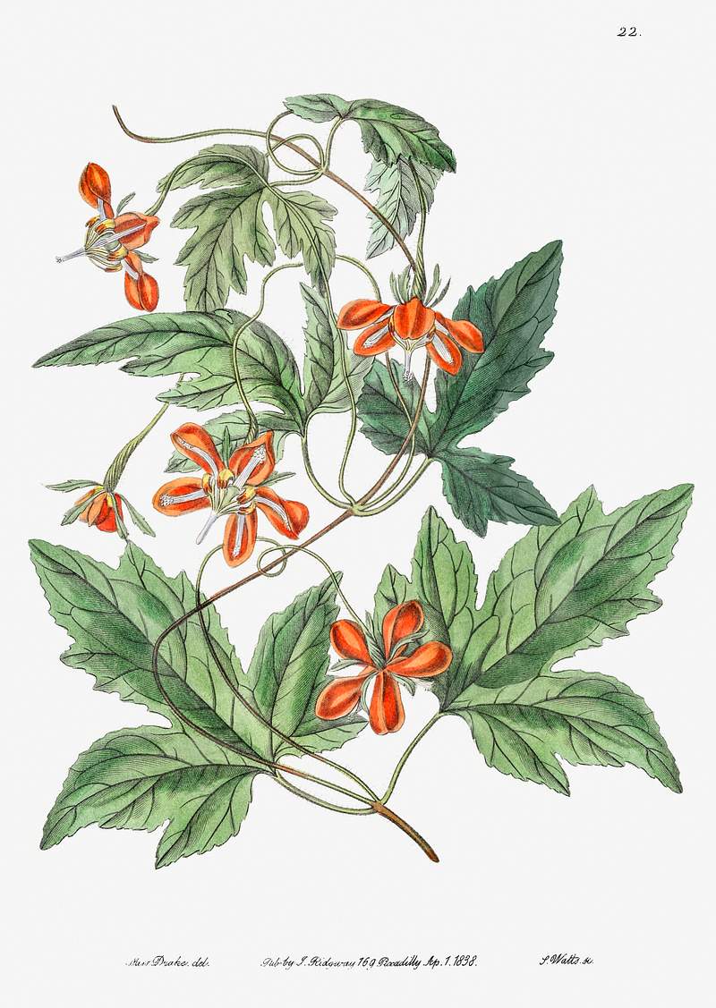 Red loasa from Edwards’s Botanical Register (1829—1847) by Sydenham Edwards, John Lindley, and James Ridgway.…