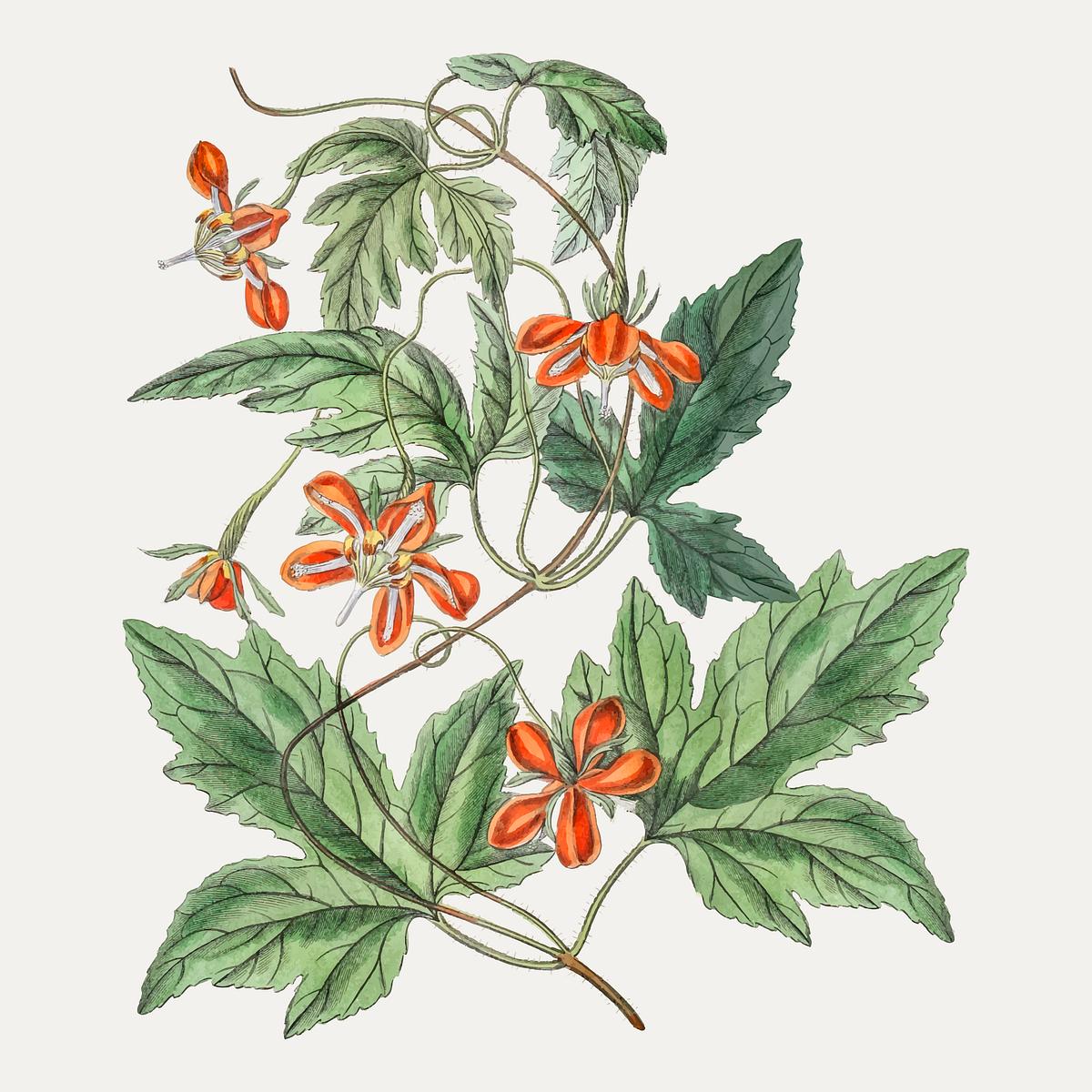 Maple leaf loasa | Free stock illustration - 559111