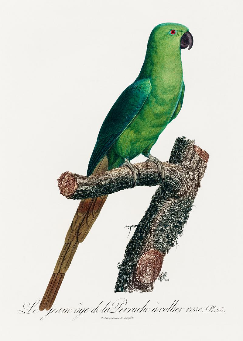 Ring-necked parakeet vintage poster The Rose-Ringed Parakeet, Psittacula krameri from Natural History of Parrots (1801—1805) by Francois Levaillant.…