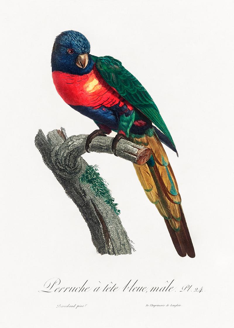 Plum-headed parakeet vintage poster The Plum-Headed Parakeet, Psittacula cyanocephala, male from Natural History of Parrots (1801—1805) by Francois…