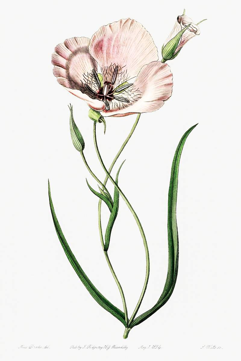 atiny calochortus from Edwards’s Botanical Register (1829—1847) by Sydenham Edwards, John Lindley, and James…