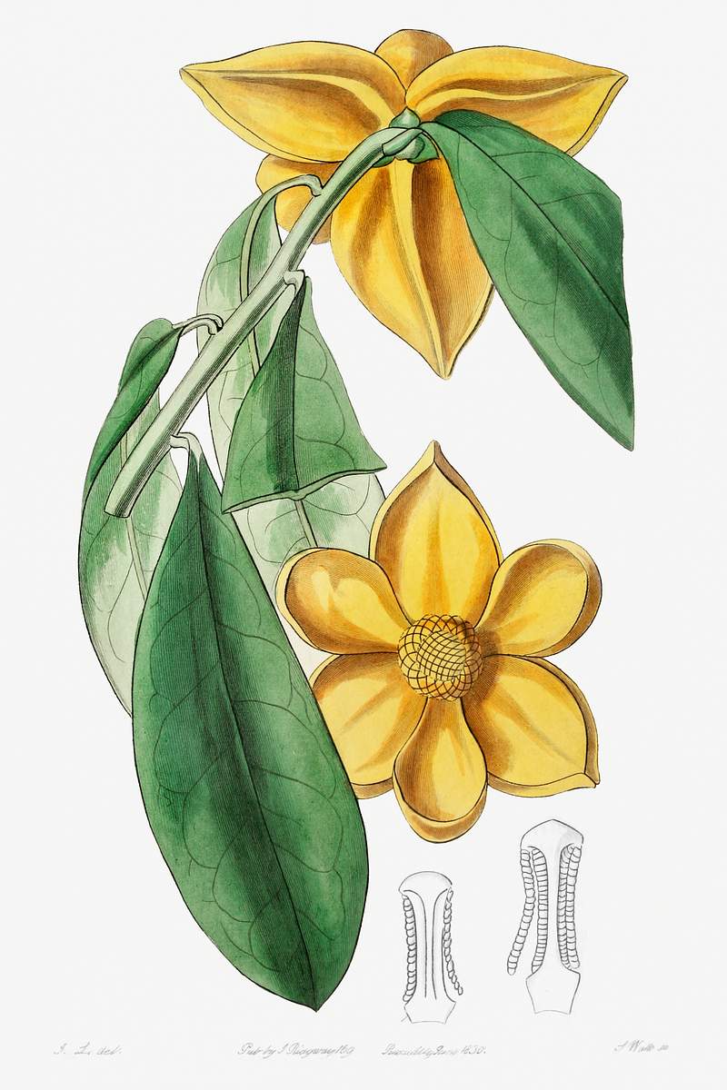 Laurel-leaved custard apple from Edwards’s Botanical Register (1829—1847) by Sydenham Edwards, John Lindley, and…