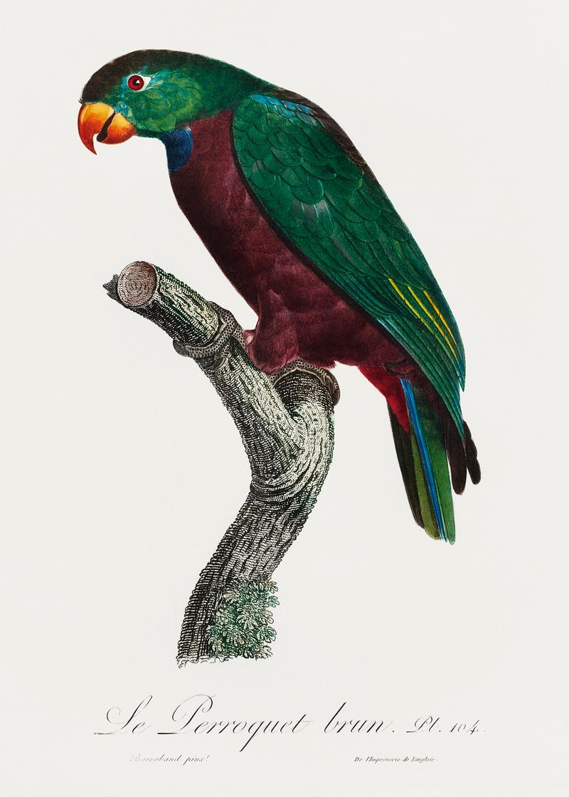Red-billed pionus vintage poster The Red-Billed Parrot, Pionus sordidus from Natural History of Parrots (1801—1805) by Francois Levaillant. Original…