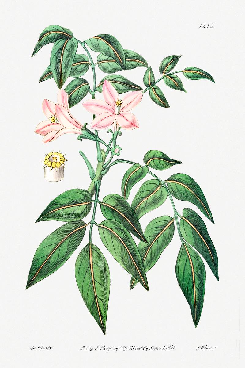 Pink Turraea pinnata from Edwards’s Botanical Register (1829—1847) by Sydenham Edwards, John Lindley, and James…