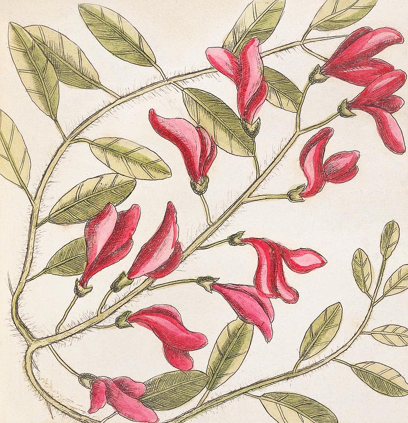 Sorrel Tree (Frutex follis oblongs acuminatis) and Acacia with rofe-colored flowers (Pseudo-acacia bifpida floribus rofeis, Candle-berry Myrtle (Myrtus Brabantice fimilis Carolinenfis) from The Natural History of Carolina, Florida, and the Bahama Islands (1754) by Mark Catesby (1683-1749). Sorrel Tree (Frutex follis oblongs acuminatis) and Acacia with rofe-colored flowers (Pseudo-acacia bifpida floribus rofeis…
